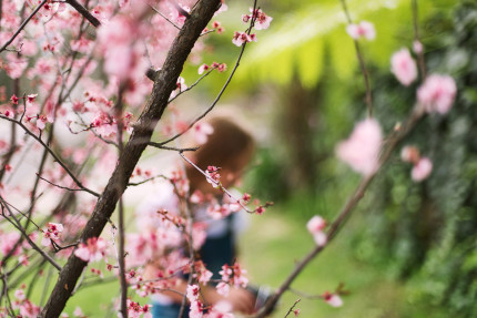 Sydney Photographer: spring blooms